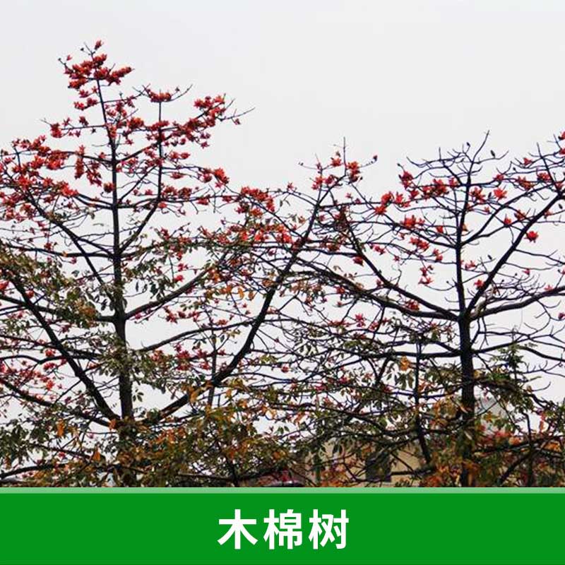 木棉樹圖片/木棉樹樣板圖 (4)