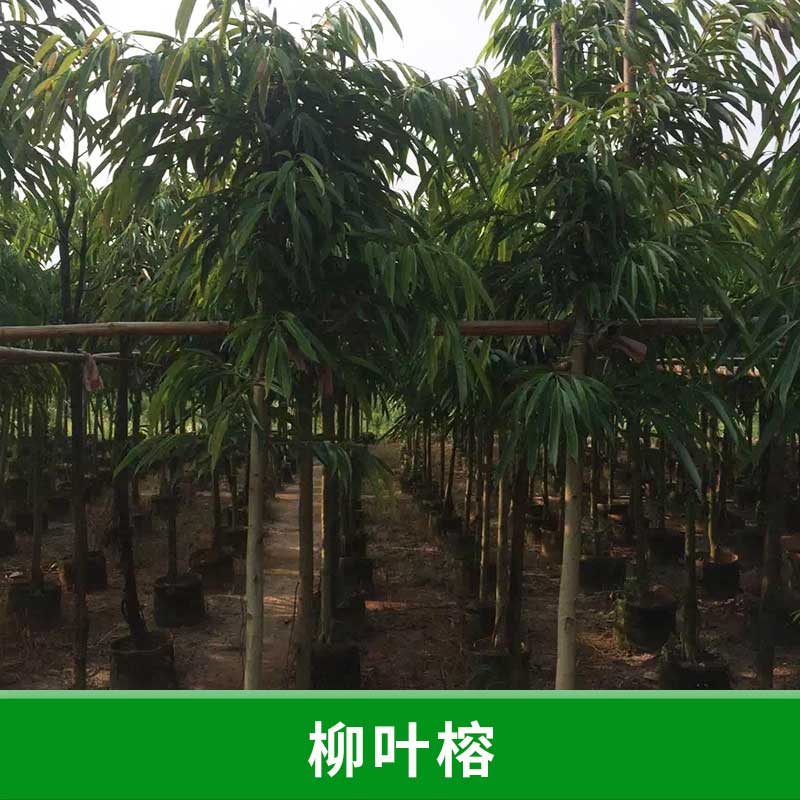 福建 柳葉榕圖片