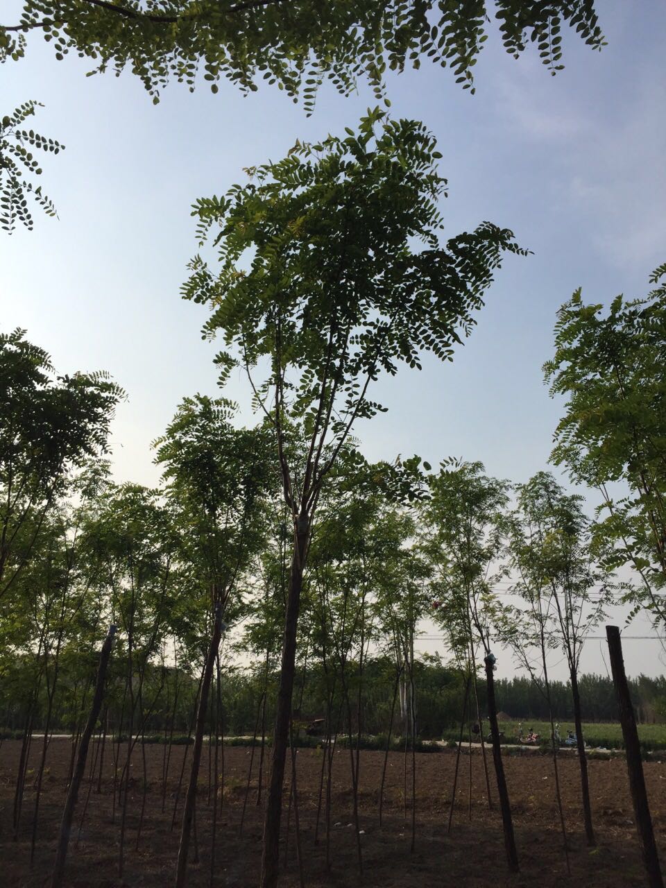 香花槐圖片/香花槐樣板圖 (1)