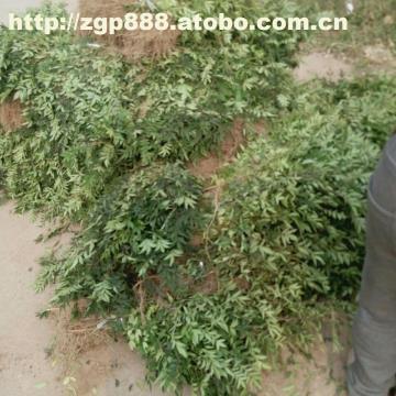 五刺花椒苗圖片