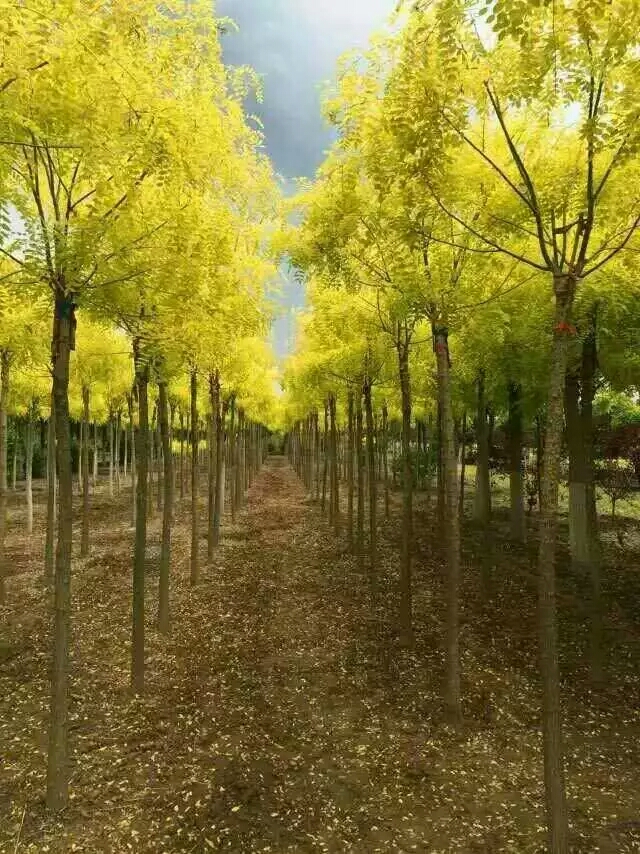 金葉槐圖片/金葉槐樣板圖 (2)