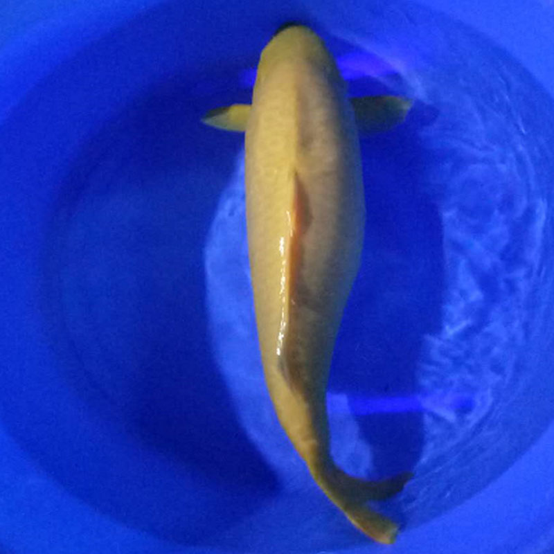 錦鯉魚 廣州錦鯉漁場(chǎng)直銷小西介子圖片