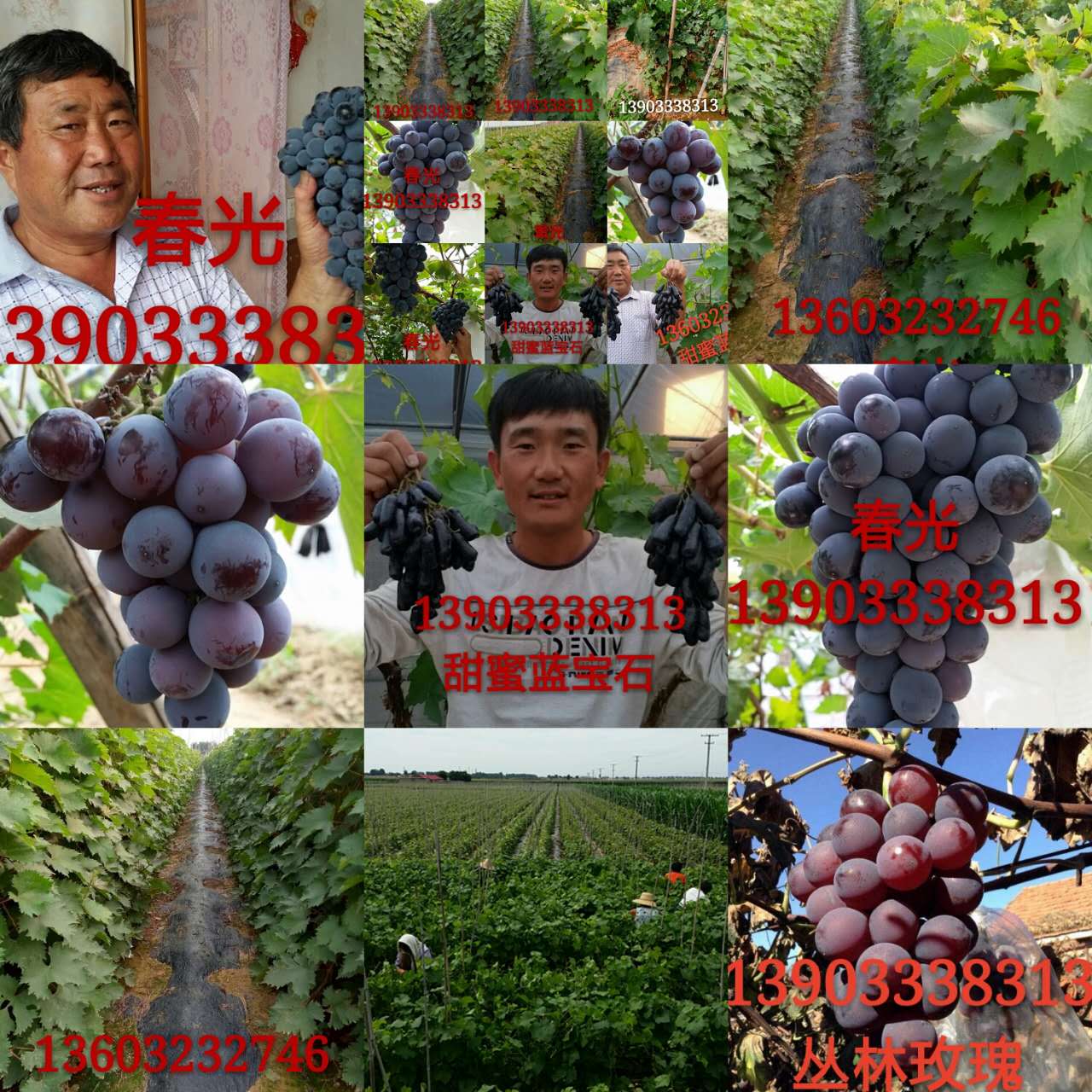 叢林玫瑰葡萄苗圖片/叢林玫瑰葡萄苗樣板圖 (2)