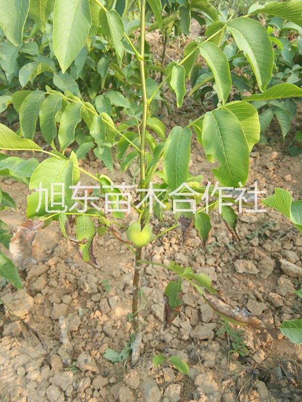 清香薄殼核桃苗圖片/清香薄殼核桃苗樣板圖 (2)