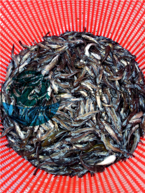 黃顙魚苗圖片/黃顙魚苗樣板圖 (2)
