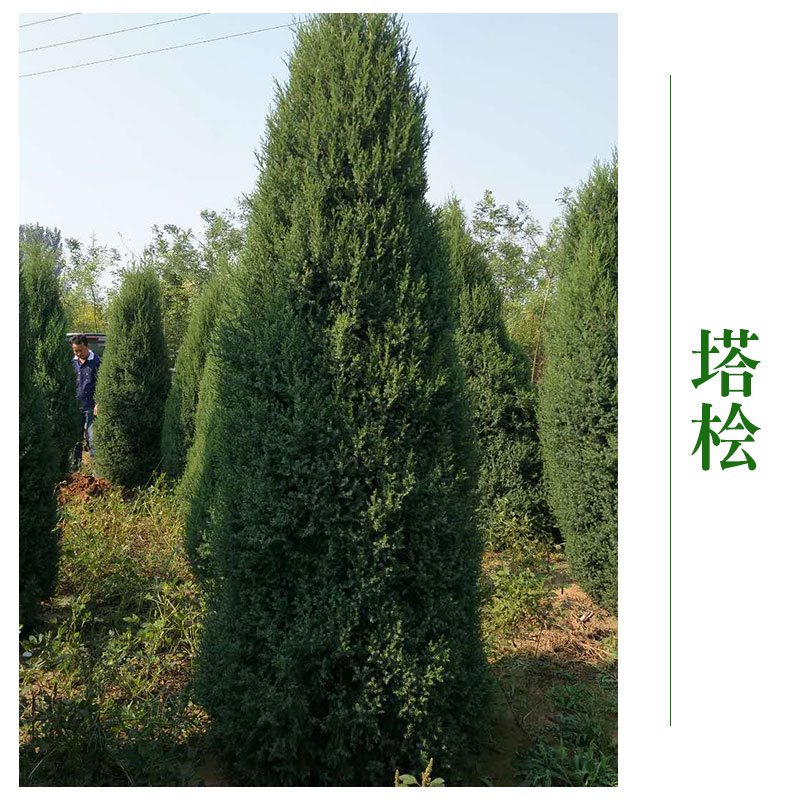 塔檜圖片/塔檜樣板圖 (1)