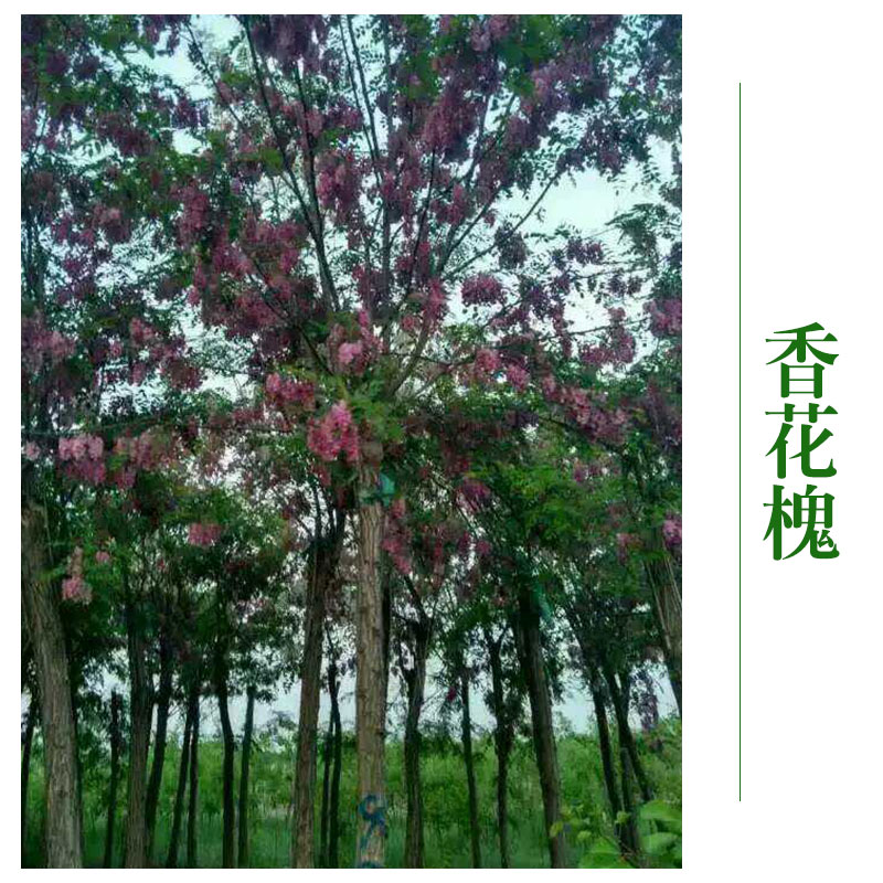 香花槐圖片/香花槐樣板圖 (2)