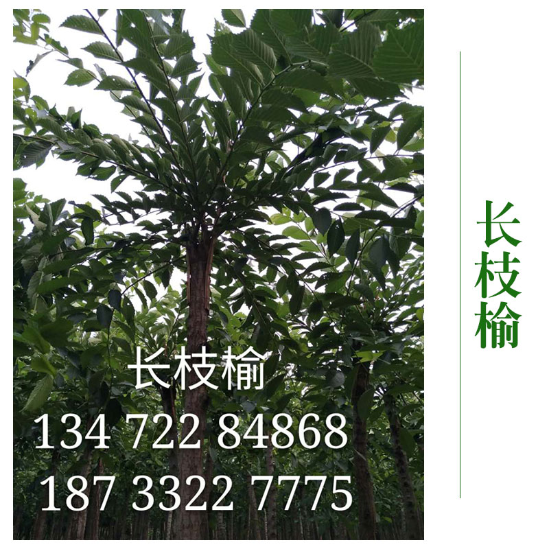 河北京興苗木花卉批發(fā) 長(zhǎng)枝榆樹木長(zhǎng)枝榆樹苗 *綠化工程