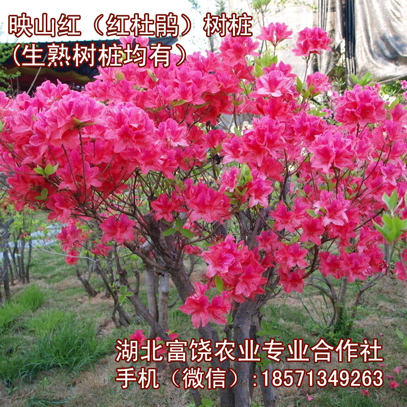 湖北映山紅樹樁滿山紅樹苗*紅*樹樁生樁熟樁基地直銷