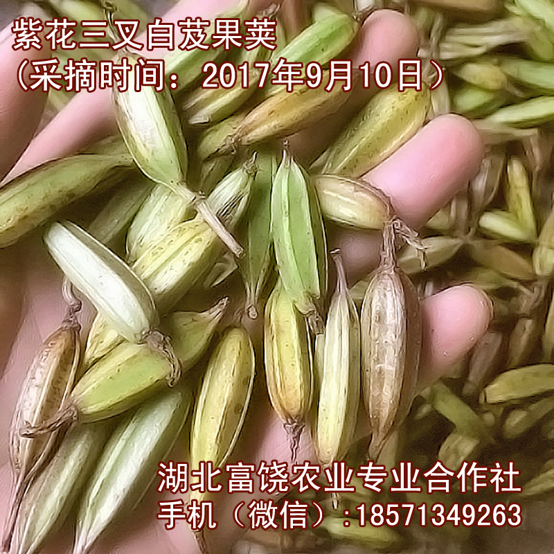 湖北紫花三叉白芨果莢直播技術(shù)白及成熟種子育苗基地*