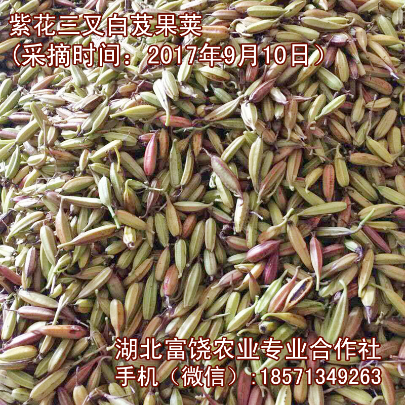 湖北紫花三叉白芨果莢圖片/湖北紫花三叉白芨果莢樣板圖 (2)