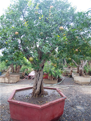 枣庄石榴树基地供应石榴树，石榴苗，盆栽石榴树，石榴盆景图片