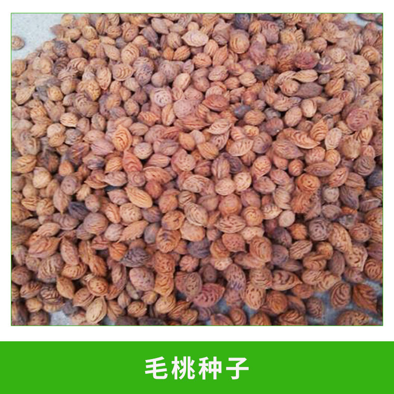 毛桃種子圖片/毛桃種子樣板圖 (3)