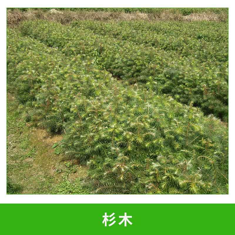 杉木 杉秧苗杉樹杉苗松樹苗雪里松 根系發(fā)達(dá)存活率高 歡迎來(lái)電咨詢