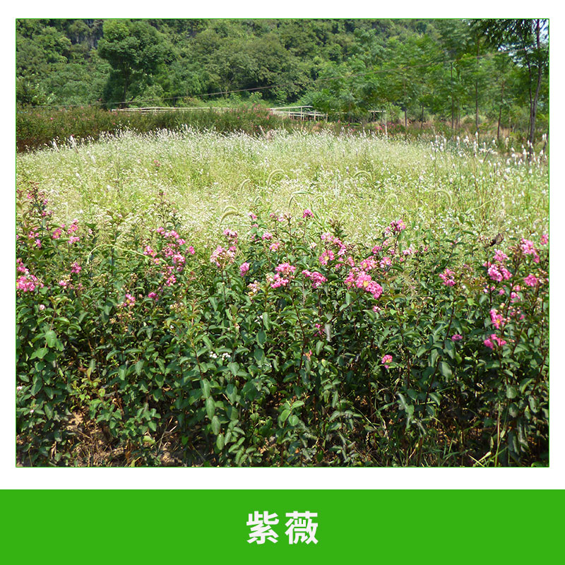 紫薇圖片/紫薇樣板圖 (4)