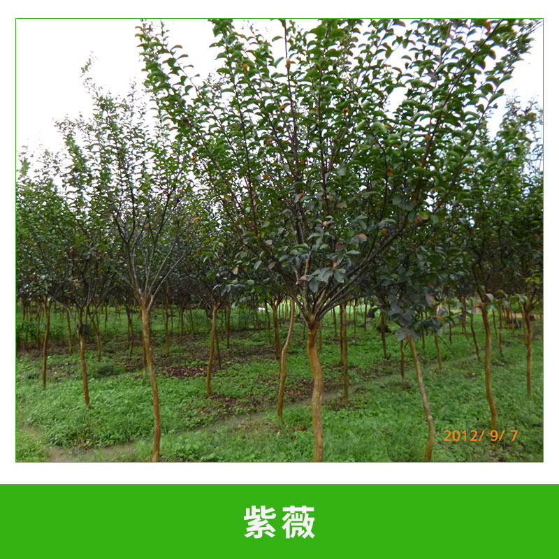 紫薇圖片/紫薇樣板圖 (3)