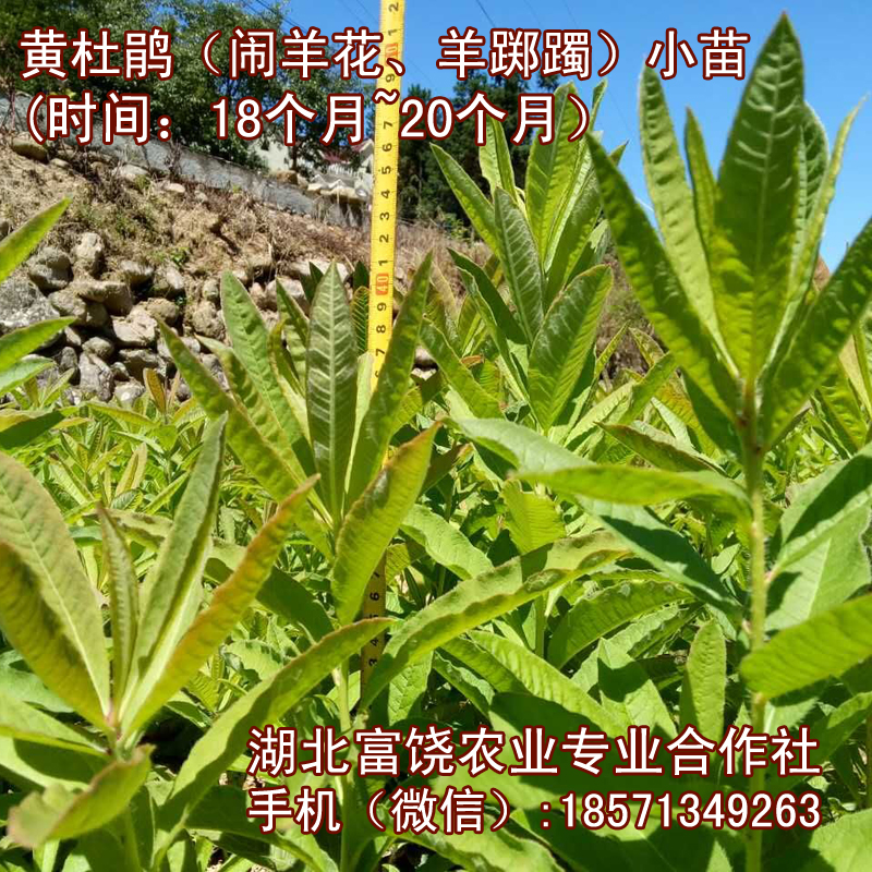 湖北黃杜鵑小苗圖片