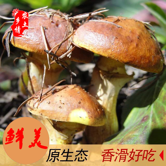 野生蘑菇圖片