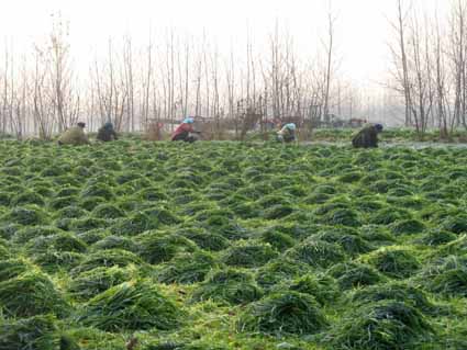 麥苗粉圖片/麥苗粉樣板圖 (2)