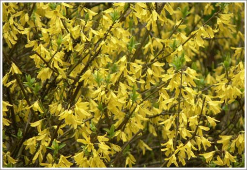 優(yōu)質(zhì)連翹種植戶基地電話，北京連翹市場*質(zhì)貨源