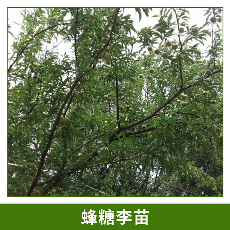 蜂糖李作用 綠化苗木 蜂糖李苗 羅漢果 百香果 歡迎來電咨詢