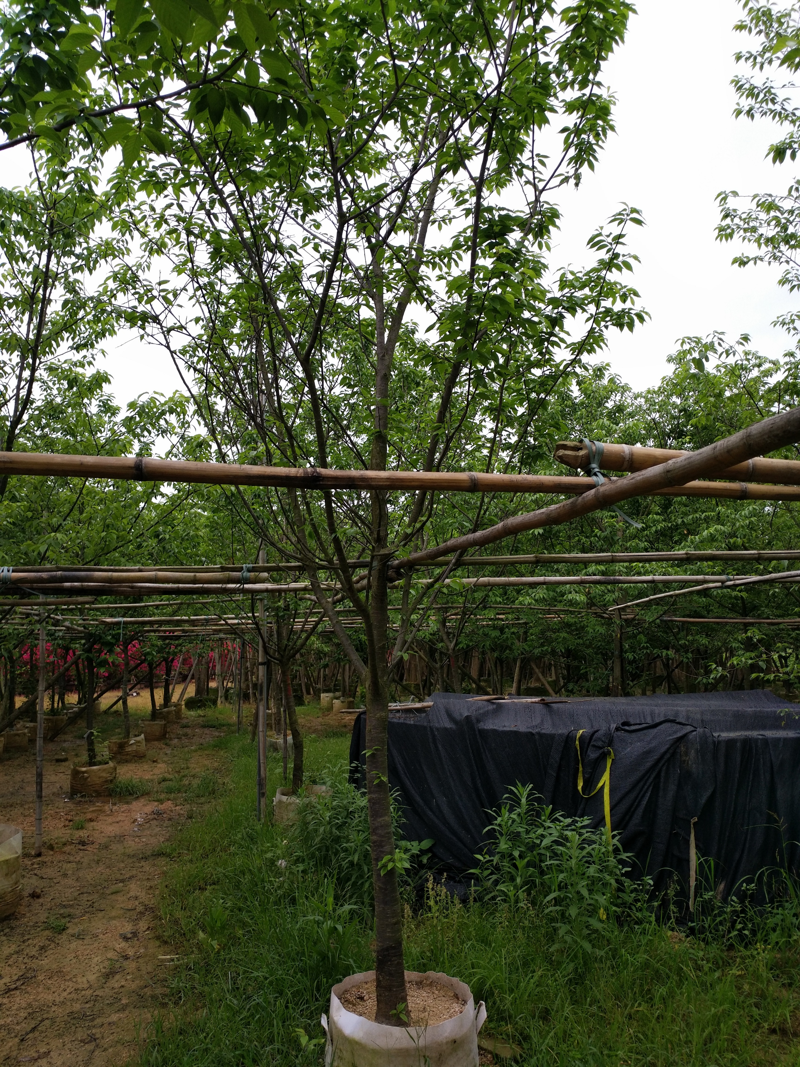 福建福州山櫻花供應(yīng)，福建福州山櫻花基地，福建福州山櫻花價格，福建福州山櫻花大量供應(yīng)，福建福州山櫻花批發(fā)