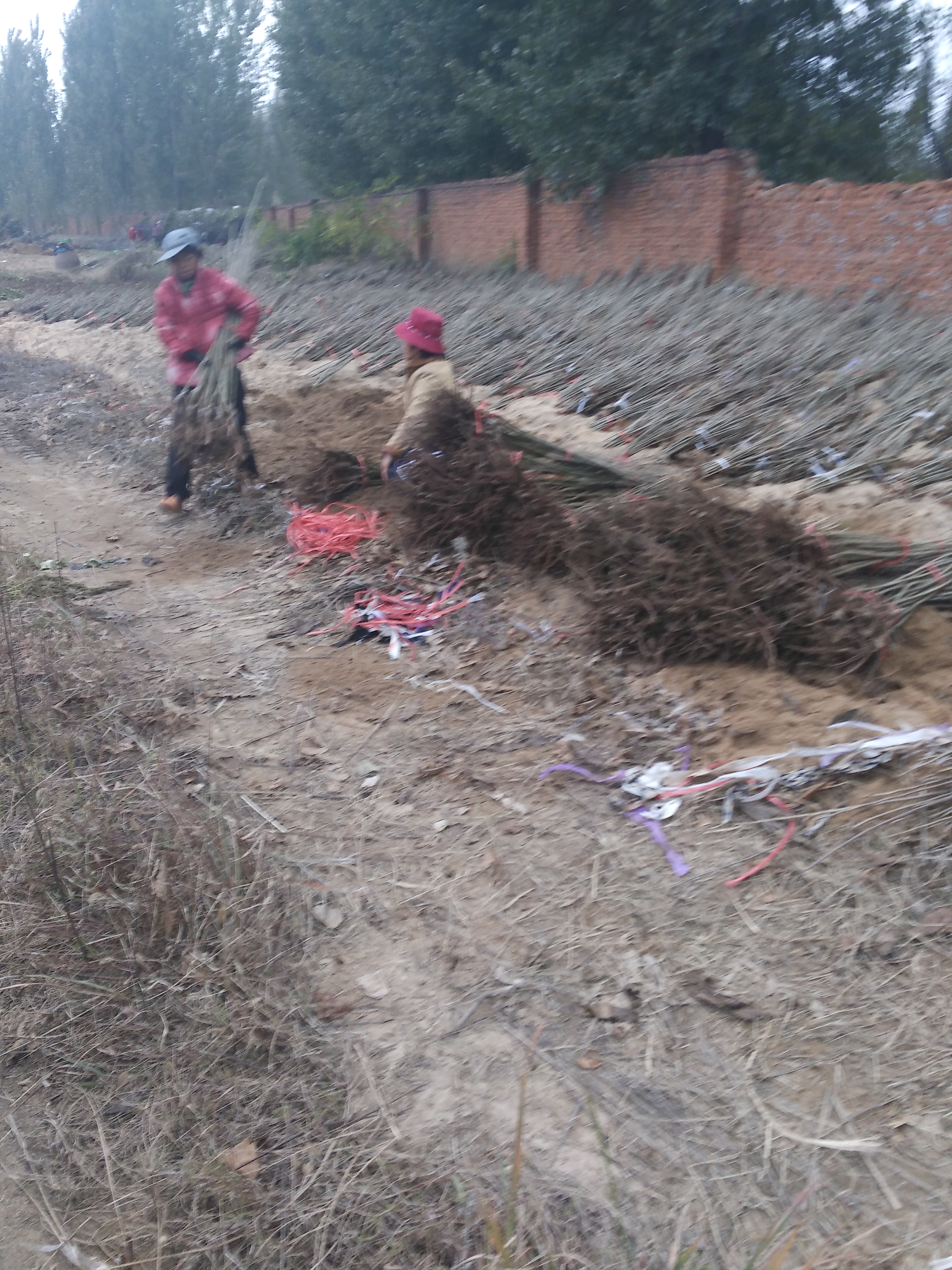 板栗苗圖片/板栗苗樣板圖 (2)