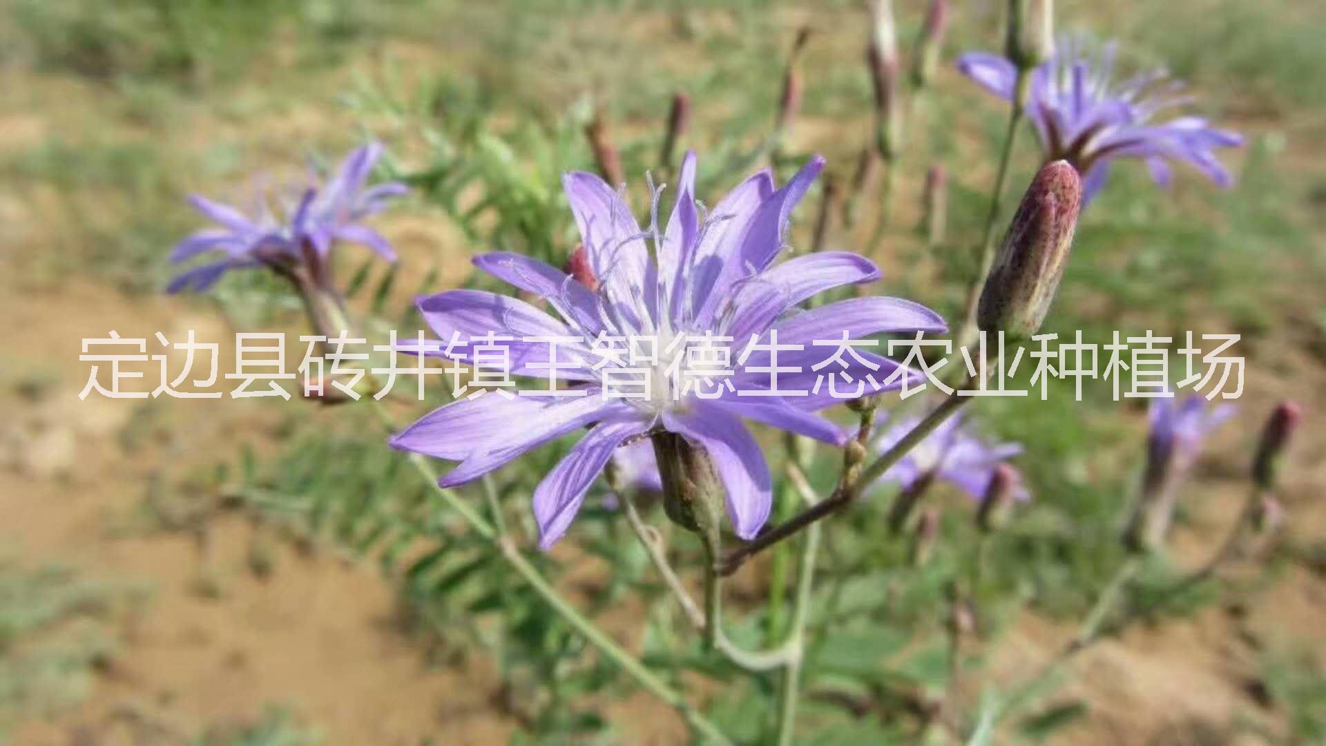 苦菜茶圖片/苦菜茶樣板圖 (2)