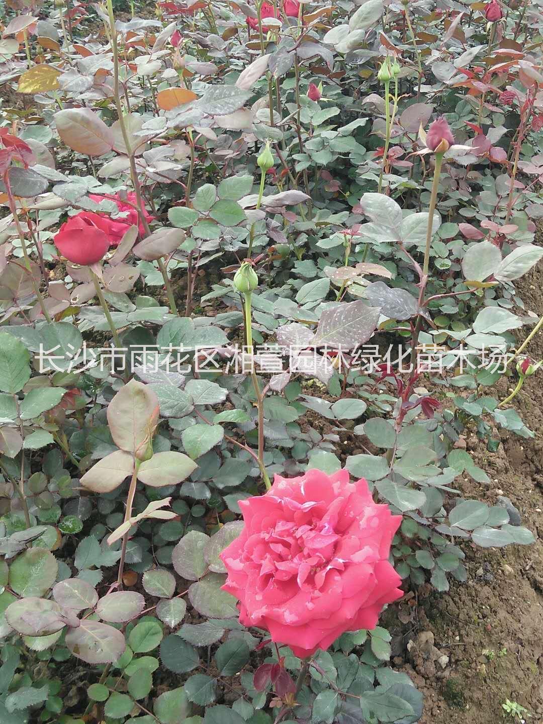 月季圖片/月季樣板圖 (2)