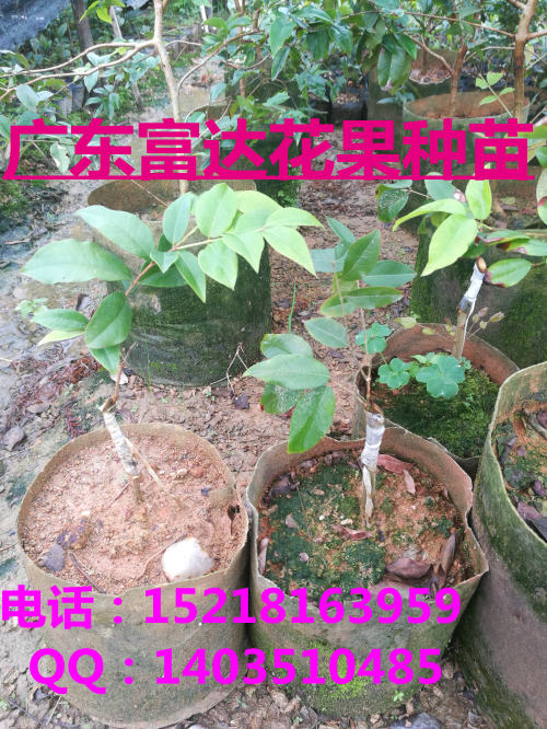 供應(yīng)四季嘉寶果，嘉寶果樹(shù)苗圃基地