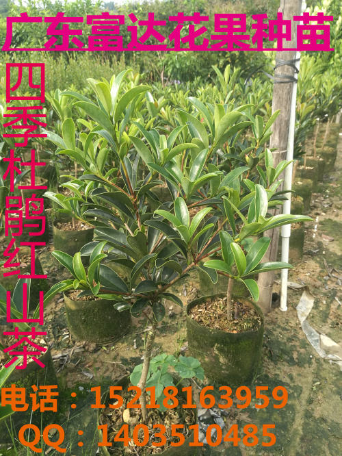 杜鵑紅山茶圖片/杜鵑紅山茶樣板圖 (2)