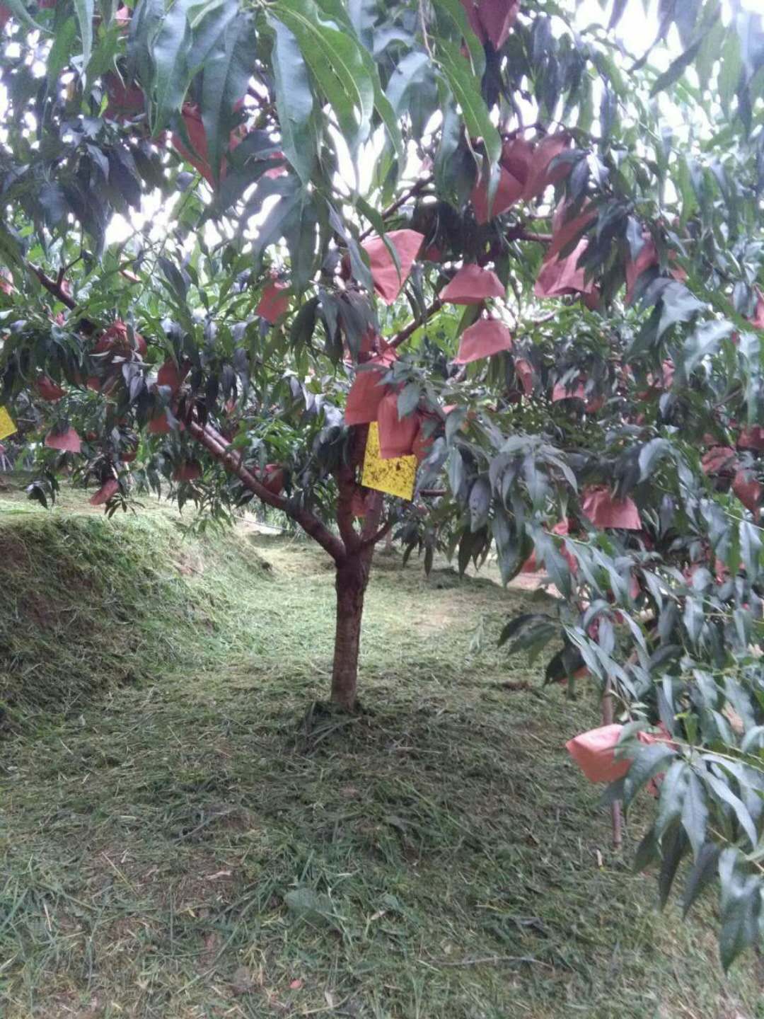 桃樹苗圖片/桃樹苗樣板圖 (3)