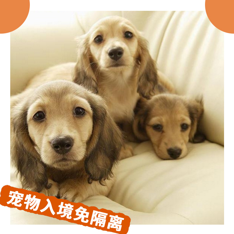 寵物入境免隔離圖片/寵物入境免隔離樣板圖 (4)