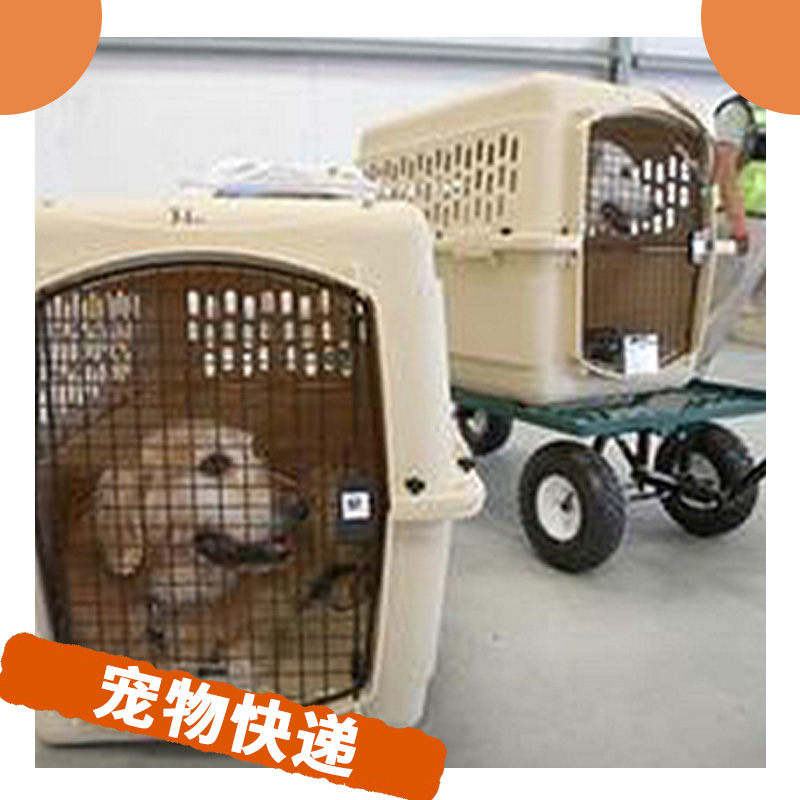 寵物快遞圖片/寵物快遞樣板圖 (4)
