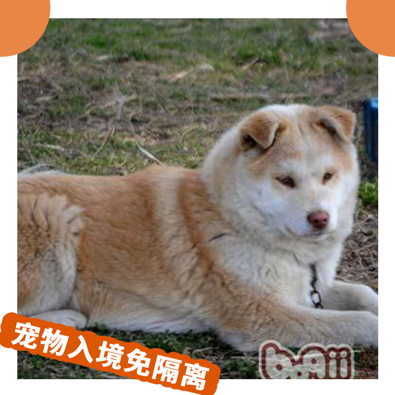 寵物入境免隔離圖片/寵物入境免隔離樣板圖 (2)