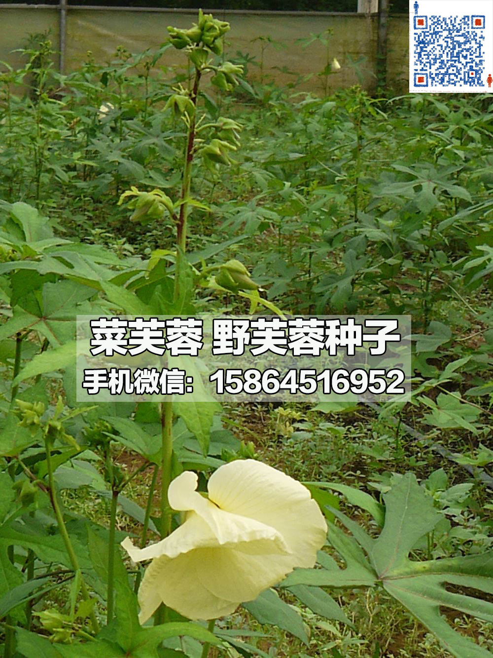 供应 菜芙蓉 野芙蓉 金花葵种子 特菜图片