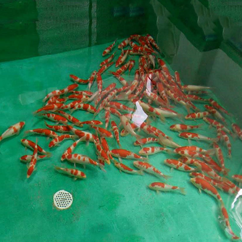 錦鯉活體 日本錦鯉魚活體圖片