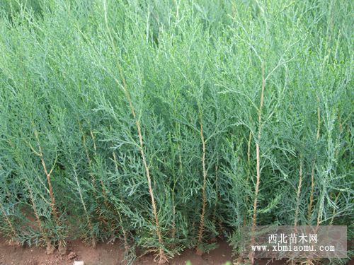 白皮松苗圃圖片/白皮松苗圃樣板圖 (2)