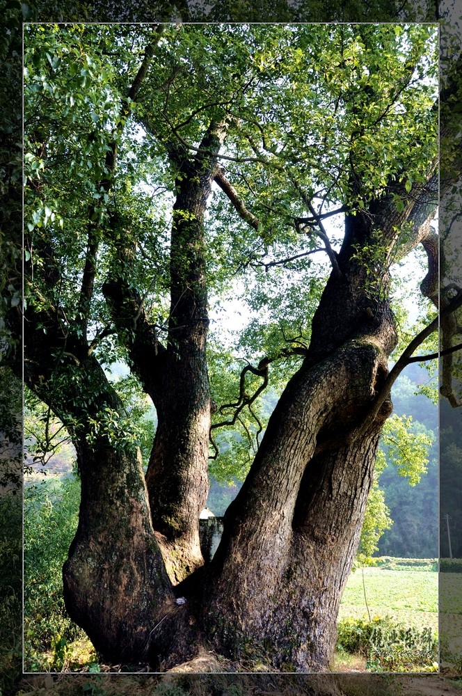 多頭直生香樟圖片/多頭直生香樟樣板圖 (3)