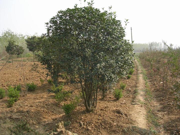 茶花圖片/茶花樣板圖 (3)