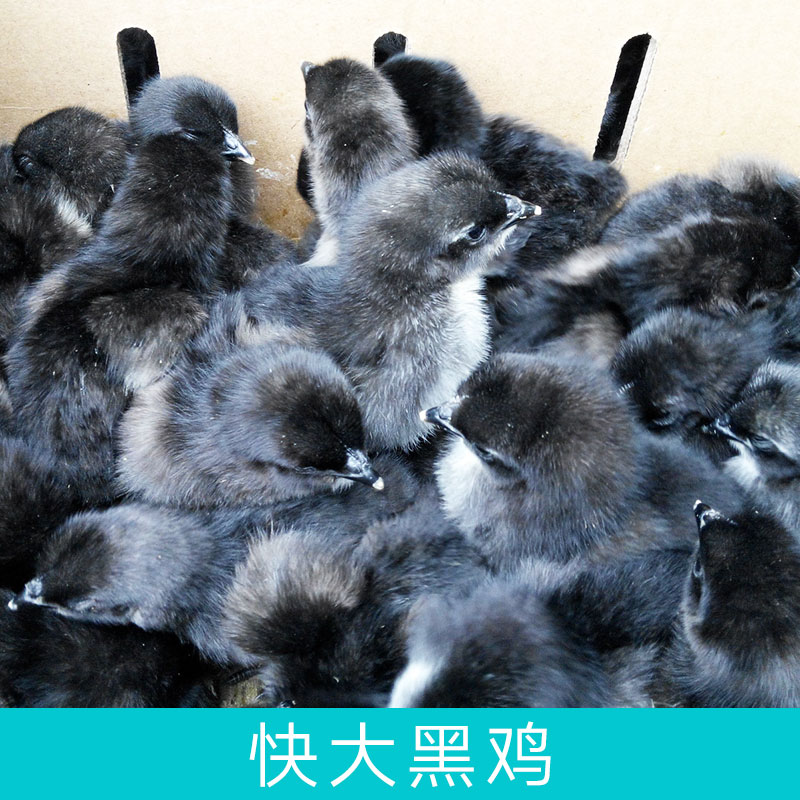 批發(fā)優(yōu)質(zhì)禽苗快大黑雞苗成活率高包運(yùn)費(fèi)價格量大從優(yōu)