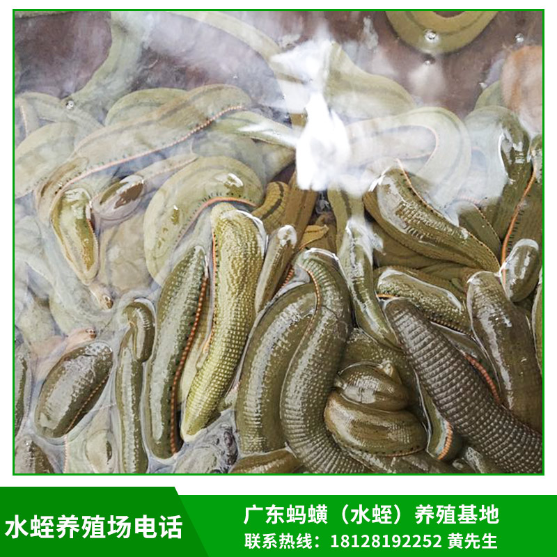 水蛭圖片/水蛭樣板圖 (1)