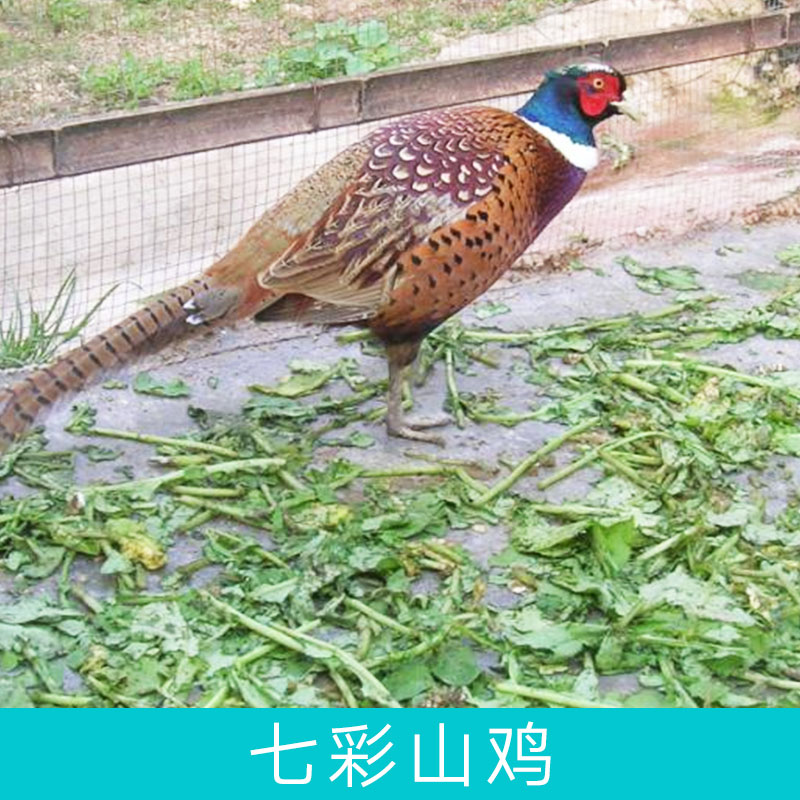 七彩山雞圖片/七彩山雞樣板圖 (2)