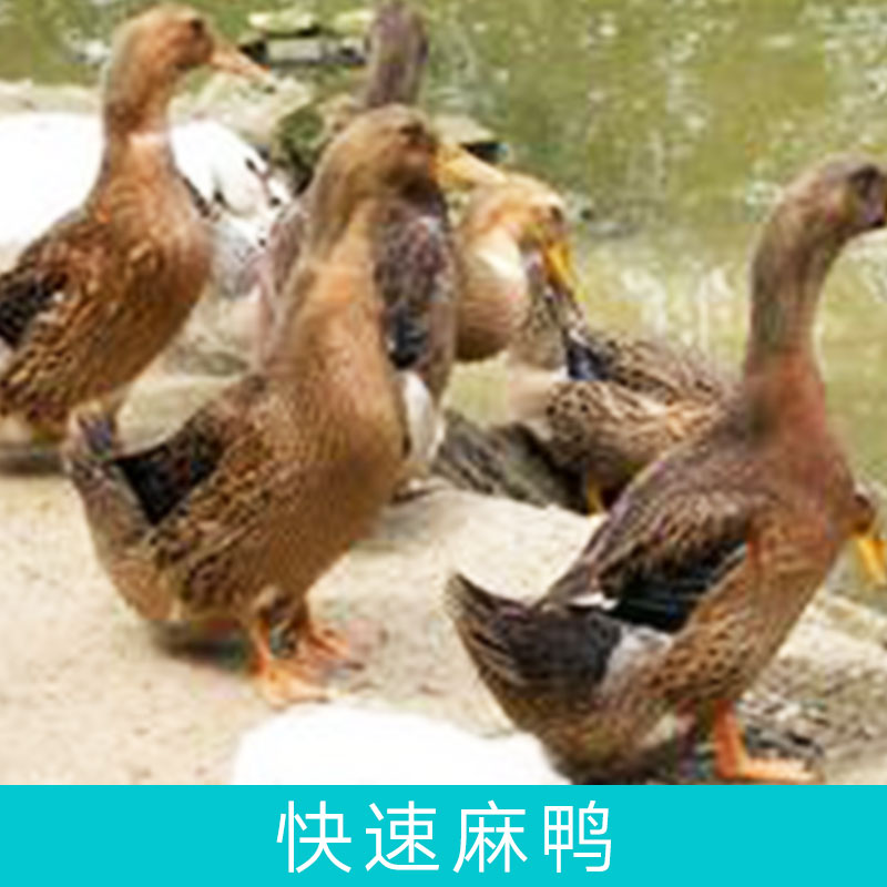 廠家直銷快速麻鴨苗湖南麻鴨苗成活率高提供養(yǎng)殖技術(shù)