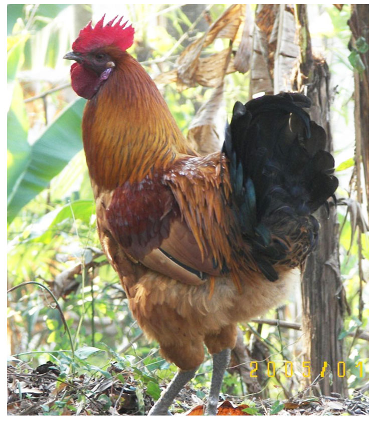 麻羽綠殼蛋雞苗圖片/麻羽綠殼蛋雞苗樣板圖 (2)