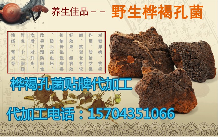 桦褐孔菌代加工 桦褐孔菌桦树茸代加工