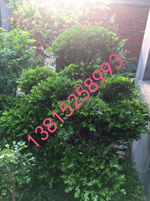 蘇州庭院綠化圖片/蘇州庭院綠化樣板圖 (2)