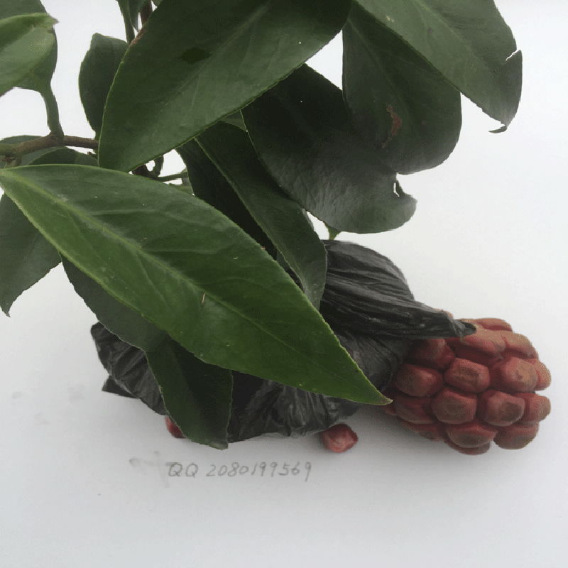 布福娜種子圖片/布福娜種子樣板圖 (2)