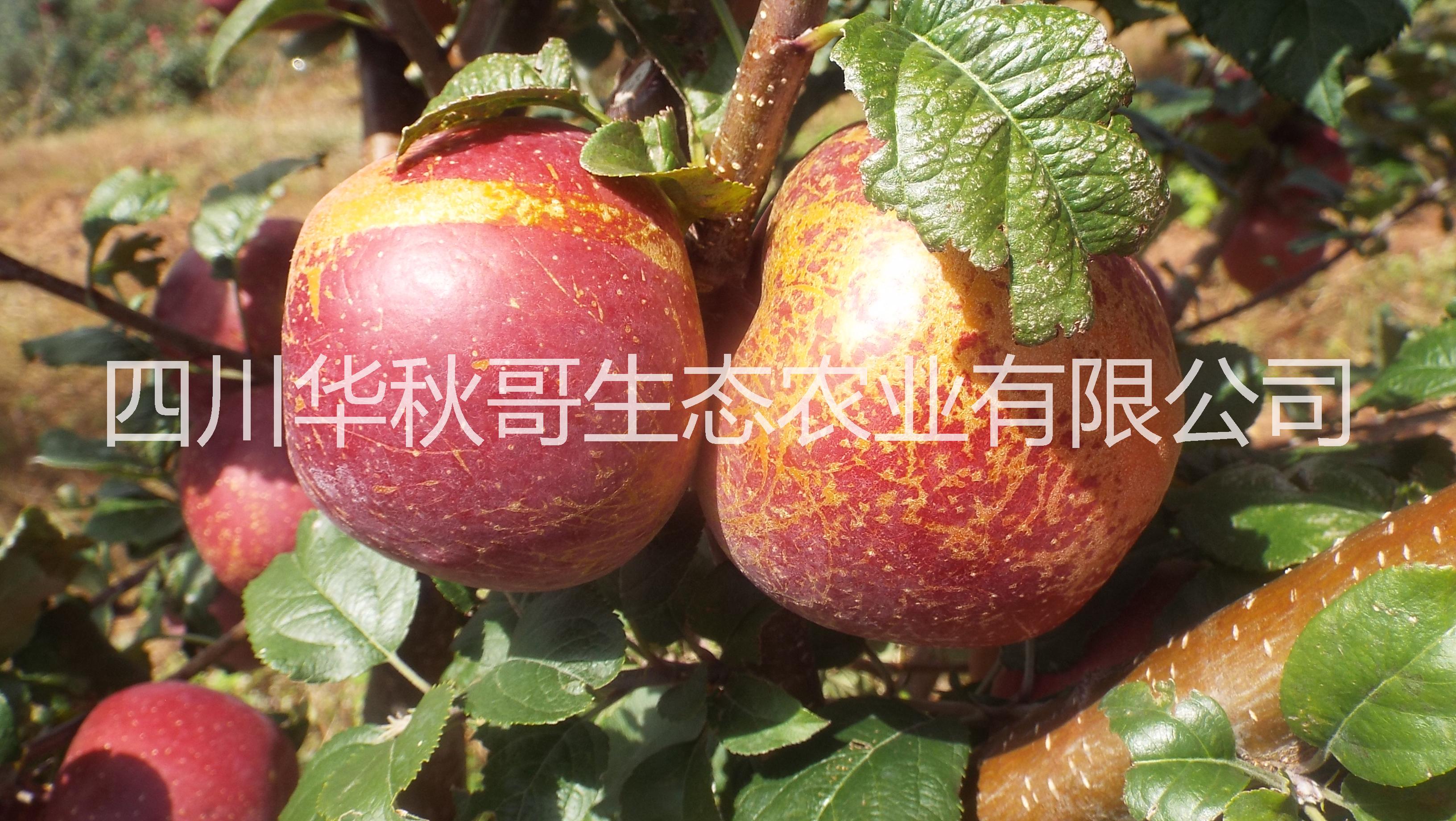 鹽源糖心蘋果紅富士丑蘋果野生蘋果圖片/鹽源糖心蘋果紅富士丑蘋果野生蘋果樣板圖 (2)