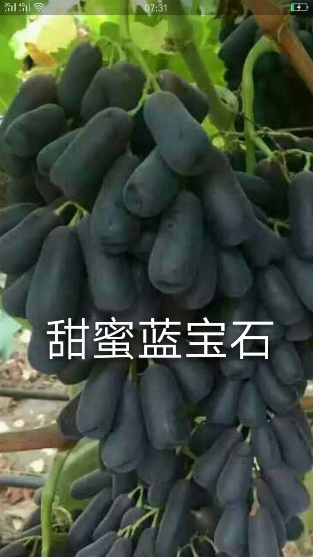 葡萄直销厂家 葡萄供应商 甜蜜蓝宝石图片